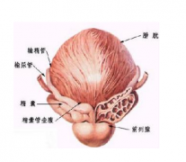 前列腺囊肿