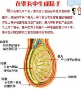 医师剖析:男性阳痿的缘由是什么?