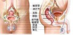 前列腺炎对比多见的表现